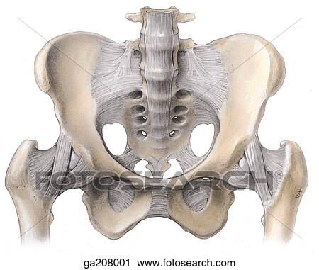 Anterior view showing the ligaments of the lumbar spine and pelvis, including the head of femur (joint capsule removed). View Large Illustration Clip Art - Anterior view showing the ligaments of the lumbar spine and pelvis, including the head of femur (joint capsule removed).. Fotosearch