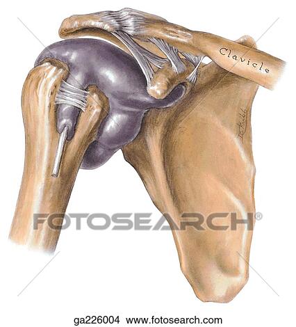 Stock Illustration - Anterolateral view of the shoulder joint showing the synovial capsule and ligaments at lateral end of clavicle.. Fotosearch