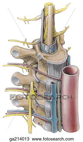 Anterolateral view of the spinal cord and prevertebral structures. View Large Illustration Drawing - Anterolateral view of the spinal cord and prevertebral structures.. Fotosearch
