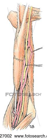 Anteromedial view of anomalous division of the brachial artery. View Large Illustration Drawing - Anteromedial view of anomalous division of the brachial artery.. Fotosearch