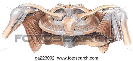 Anterosuperior view of the pectoral girdle. View Large Illustration Drawing - Anterosuperior view of the pectoral girdle.. Fotosearch