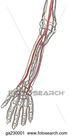 Clip Art - Arteries of the forearm.. Fotosearch