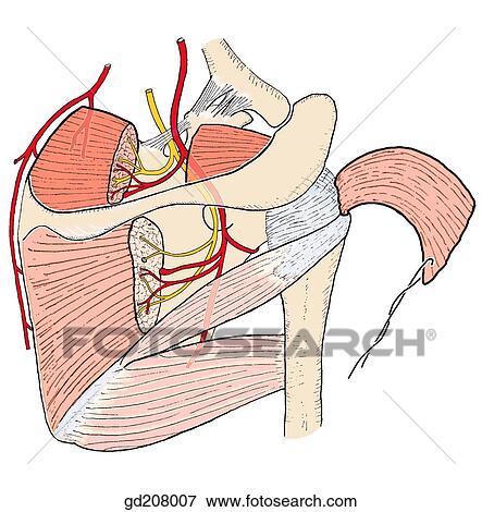 Blood and nerve supply to the supraspinatus and infraspinatus muscles. View Large Illustration Stock Illustration - Blood and nerve supply to the supraspinatus and infraspinatus muscles.. Fotosearch