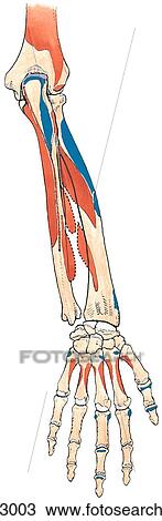 Bones of forearm and hand showing muscle attachments, posterior view. View Large Illustration Drawing - Bones of forearm and hand showing muscle attachments, posterior view.. Fotosearch