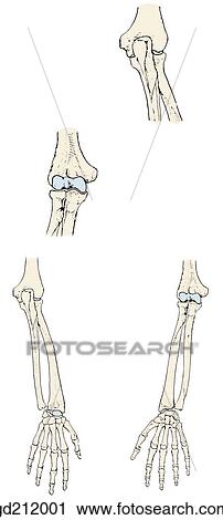 Bony landmarks of arm and forearm regions. View Large Illustration Clip Art - Bony landmarks of arm and forearm regions.. Fotosearch