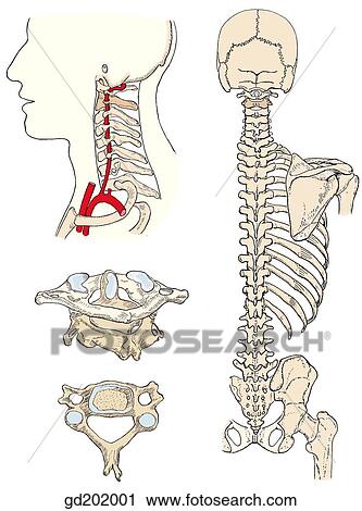 Clip Art - Bony landmarks of the back and vertebral column.. Fotosearch