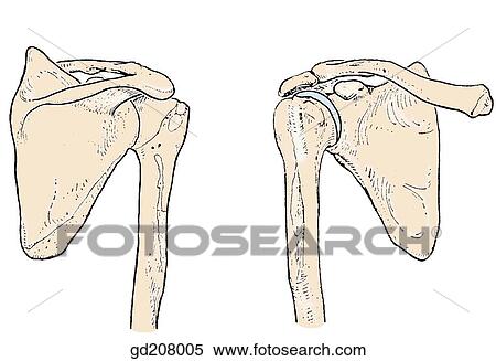 Bony landmarks of the shoulder region. View Large Illustration Stock Illustration - Bony landmarks of the shoulder region.. Fotosearch