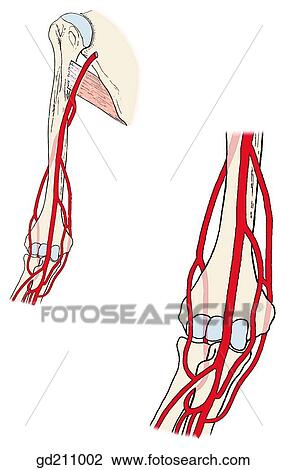 Brachial artery and branches. Anastomoses around the elbow. View Large Illustration Drawing - Brachial artery and branches. Anastomoses around the elbow.. Fotosearch