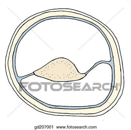 Brachial fascia and facial compartments of the arm. View Large Illustration Clip Art - Brachial fascia and facial compartments of the arm.. Fotosearch