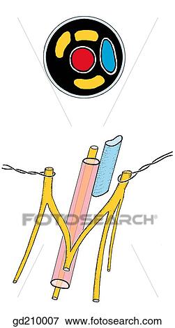 Stock Illustration - Brachial plexus and its relation to axillary vessels.. Fotosearch