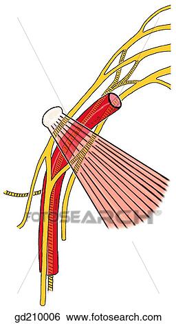 Brachial plexus. View Large Illustration Stock Illustration - Brachial plexus.. Fotosearch
