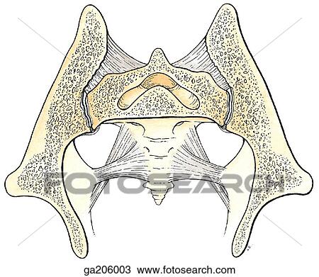 Coronal section showing the ligaments of the sacroiliac joint and coccyx. View Large Illustration Drawing - Coronal section showing the ligaments of the sacroiliac joint and coccyx.. Fotosearch
