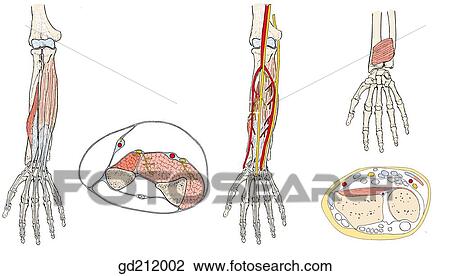 Deep layers of anterior forearm muscles. View Large Illustration Drawing - Deep layers of anterior forearm muscles.. Fotosearch