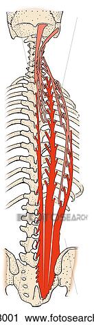 Clip Art - Deep muscles of the back: erector spinae and semispinalis capitis in schematic view.. Fotosearch