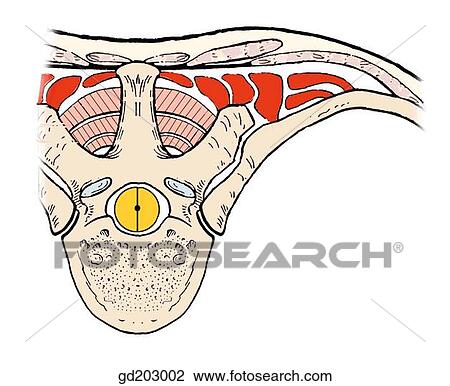 Deep muscles of the back: erector spinae and semispinalis capitis in a schematic transverse section at the thoracic level. View Large Illustration Drawing - Deep muscles of the back: erector spinae and semispinalis capitis in a schematic transverse section at the thoracic level.. Fotosearch