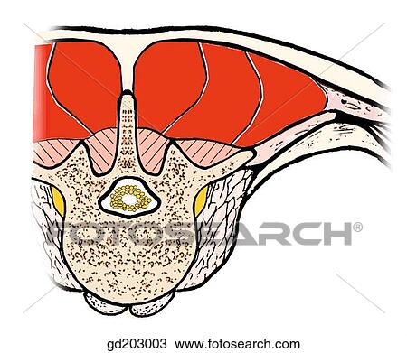 Drawing - Deep muscles of the back: erector spinae and semispinalis capitis in a schematic transverse section at the lumbar level.. Fotosearch