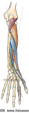 Stock Illustration - Deep muscles on the posterior forearm.. Fotosearch