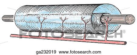 Stock Illustration - Diagram of distended synovial sheath, showing the parietal and visceral layers of the sheath, tendon, artery, and mesotendon.. Fotosearch
