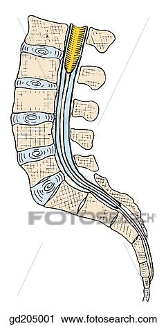 Diagram of the lower portion of the vertebral canal and spinal cord. View Large Illustration Clip Art - Diagram of the lower portion of the vertebral canal and spinal cord.. Fotosearch