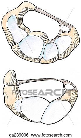 Distal row (left) and proximal row (right) of carpal bones: H, hamate; C, capitate; Tz, trapezoid; Tm, trapezium; P, pisiform; T, triquetrum; L, lunate; S, scaphoid. View Large Illustration Stock Illustration - Distal row (left) and proximal row (right) of carpal bones: H, hamate; C, capitate; Tz, trapezoid; Tm, trapezium; P, pisiform; T, triquetrum; L, lunate; S, scaphoid.. Fotosearch