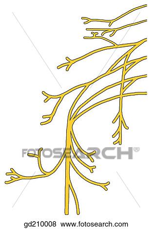Distribution of motor nerves to scapular and shoulder regions. View Large Illustration Stock Illustration - Distribution of motor nerves to scapular and shoulder regions.. Fotosearch