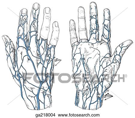 Stock Illustration - Dorsal (left) and palmar (right) views of venous drainage of the hand.. Fotosearch