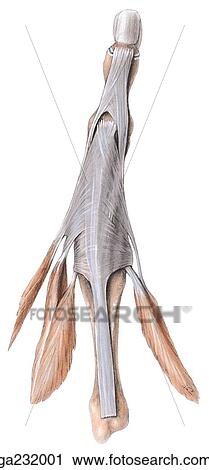 Clip Art - Dorsal view of extensor expansion of the 3rd digit.. Fotosearch