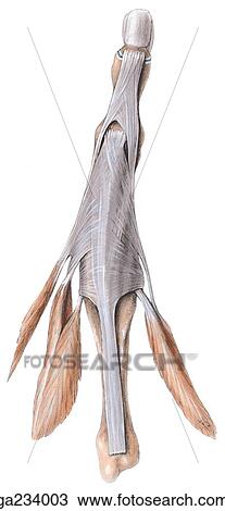 Dorsal view of extensor expansion of 3rd digit. View Large Illustration Drawing - Dorsal view of extensor expansion of 3rd digit.. Fotosearch