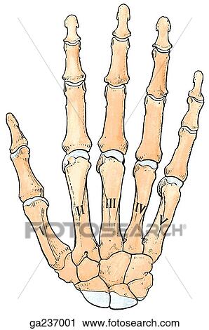 Clip Art - Dorsal view of the bones of the hand.. Fotosearch