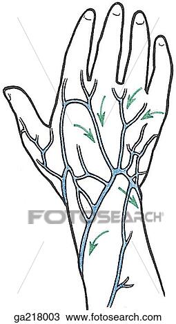 Drawing - Dorsal view of the lymphatic drainage of the hand.. Fotosearch