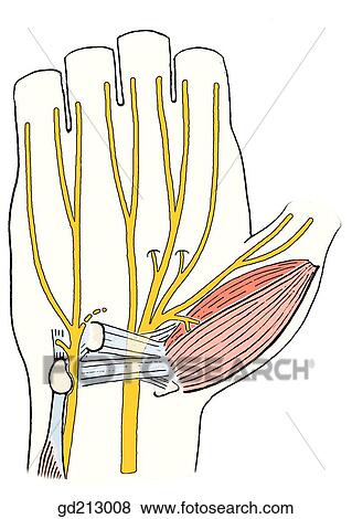 Essential nerves of the hand: median and ulnar nerves (L1 and L2, lumbrical branches of median nerve). View Large Illustration Stock Illustration - Essential nerves of the hand: median and ulnar nerves (L1 and L2, lumbrical branches of median nerve).. Fotosearch