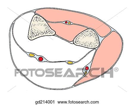 Clip Art - Extensor muscles of the forearm on transverse section.. Fotosearch