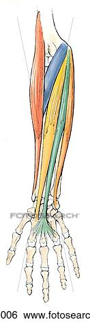 First layer of muscles on the anterior of forearm. View Large Illustration Stock Illustration - First layer of muscles on the anterior of forearm.. Fotosearch