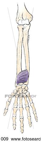 Fourth layer of muscles on the anterior of forearm. View Large Illustration Stock Illustration - Fourth layer of muscles on the anterior of forearm.. Fotosearch