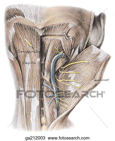 Drawing of Posterior view of the suboccipital region; trapezius ...