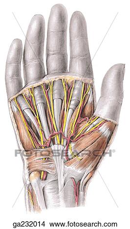 Drawings of Anterior view of superficial dissection of the palm with ...