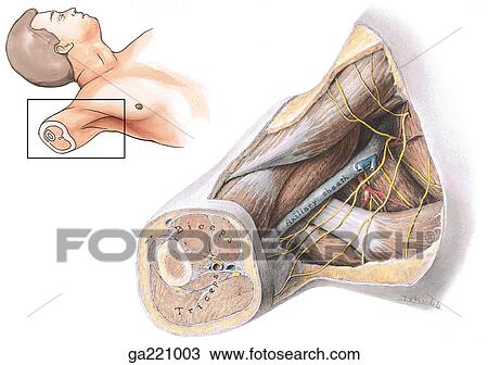 Drawing - Inferior view of the axilla. The small insert indicates the orientation of the main illustration. . Fotosearch