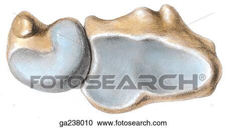 Inferior view of the distal ends of the radius and ulna. View Large Illustration Clipart - Inferior view of the distal ends of the radius and ulna.. Fotosearch
