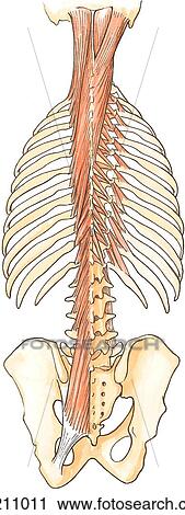 Clip Art - Instrinsic muscles of the back showing the superficial, deep, and minor deep layers. . Fotosearch