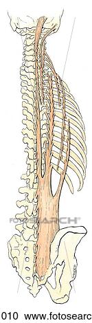 Instrinsic muscles of the back showing the superficial and intermediate layers. View Large Illustration Clipart - Instrinsic muscles of the back showing the superficial and intermediate layers. . Fotosearch