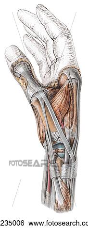 Stock Illustration - Lateral aspect of the wrist, showing the scaphoid bone, wrist joint, midcarpal joint, 1st carpometacarpal joint capsule, abductor pollicis brevis, and adductor pollicis muscles.. Fotosearch