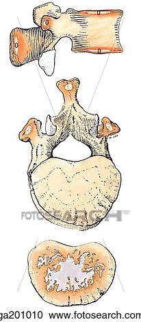 Clipart - Lateral (top) and inferior (middle and bottom) views of centers of ossification of a vertebra, showing secondary centers of ossification (O) at the tips of the spinous and transverse processes (epiphyseal plate has been removed).. Fotosearch