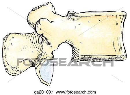 Lateral view of a typical 2nd lumbar vertebra. View Large Illustration Stock Illustration - Lateral view of a typical 2nd lumbar vertebra.. Fotosearch