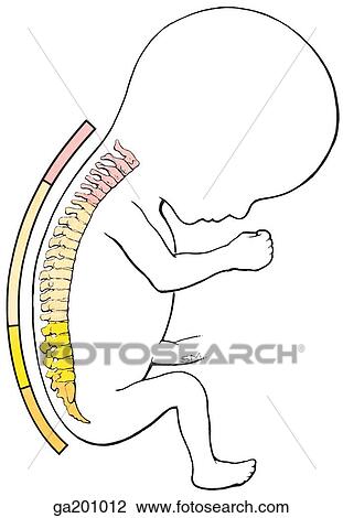 Lateral view of curvature of the fetal vertebral column, showing cervical (red), thoracic (brown), and lumbar (yellow) vertebrae, and the sacrum and coccyx (orange). View Large Illustration Drawing - Lateral view of curvature of the fetal vertebral column, showing cervical (red), thoracic (brown), and lumbar (yellow) vertebrae, and the sacrum and coccyx (orange).. Fotosearch