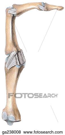 Lateral view of extended metacarpophalangeal and distal interphalangeal joints, showing the collateral ligaments and palmar ligament. View Large Illustration Stock Illustration - Lateral view of extended metacarpophalangeal and distal interphalangeal joints, showing the collateral ligaments and palmar ligament.. Fotosearch