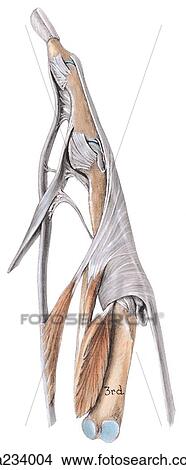 Stock Illustration - Lateral view of extensor (dorsal) expansion of 3rd digit.. Fotosearch