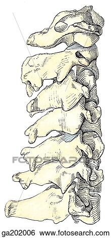 Stock Illustration - Lateral view of the articulated cervical vertebrae.. Fotosearch