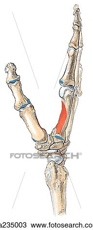 Lateral view of the bony hand showing muscle attachments. View Large Illustration Drawing - Lateral view of the bony hand showing muscle attachments.. Fotosearch