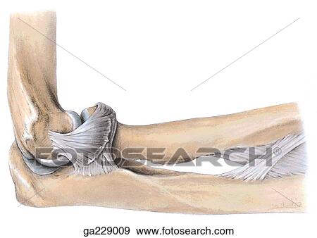 Lateral view of the collateral ligaments of the elbow. View Large Illustration Stock Illustration - Lateral view of the collateral ligaments of the elbow.. Fotosearch