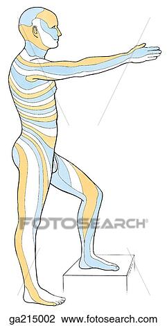 Lateral view of the dermatomes of the body. View Large Illustration Drawing - Lateral view of the dermatomes of the body.. Fotosearch